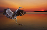 Water Birds