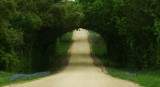 Tree Tunnel & Bluebonnets