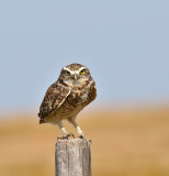 Burrowing Owl