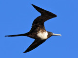 Magnificent Frigatebird