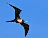 Magnificent Frigatebird