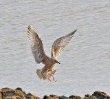 Thayer's Gull
