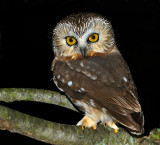 Northern Saw-whet Owl