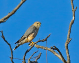 Merlin