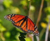 Monarch