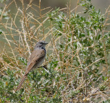 Sagebrush Sparrow