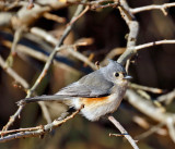 Tufted Titmouse