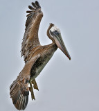 Brown Pelican