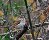 Hermit Thrush