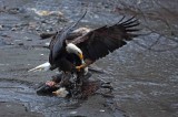 Nooksack River eagles
