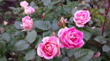 International Rose Test Garden, Portland, Oregon