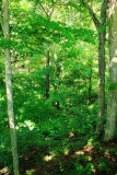 Heritage Trail, Mammoth Cave National Park, Kentucky