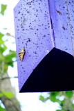Butterfly breeding, Mammoth Cave National Park, Kentucky