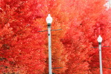 Lamp in Fall, Millennium Park, Chicago, Illinois