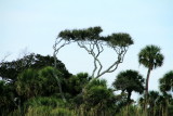 Trees, Shipyard Plantation
