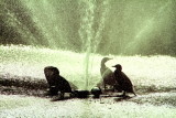 Chilling out cormorants