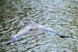 Great Blue Heron in flight