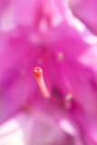Chicago Botanic Garden macro