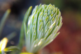 Chicago Botanic Garden macro