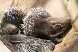 Porcupine, Bannerghata National Park, India