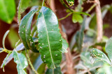 Butterfly Park, Bannerghata National Park, India