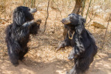 Bear, Bannerghata National Park, India