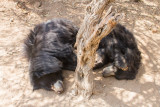Bear, Bannerghata National Park, India