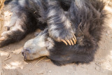 Bear, Bannerghata National Park, India