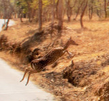 Deer, Bannerghata National Park, India