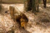 Lion, Bannerghata National Park, India