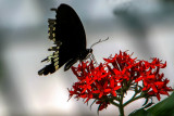 Butterfly Park, Bannerghata National Park, India