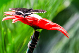 Butterfly Park, Bannerghata National Park, India