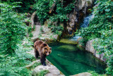 Bear, Alpenzoo, Innsbruck, Austria