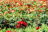 Mirabellgarten, Salzburg, Austria