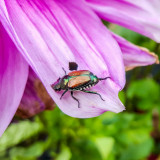 Insect, Chicago Botanic Garden, Glencoe, IL