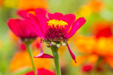 English Walled Garden, Chicago Botanic Garden, Glencoe, IL