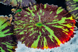 Water Lily, Chicago Botanic Garden, Glencoe, IL