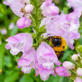 Bee, Chicago Botanic Garden, Glencoe, IL