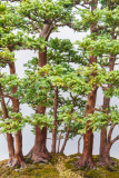 Bonsai, Chicago Botanic Garden, Glencoe, IL