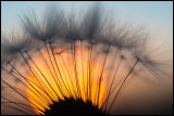 Dandelion (Maskros) - Grönhögen