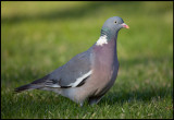Common Wood Pigeon (Ringduva) in my garden