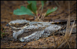 Nightjar (Nattskärra) - Azerbaijan