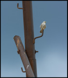 A very pale Lesser Kestrel (Rödfalk) Besh Barmaq - Azerbaijan