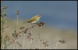 Chiff-chaff (Gransångare) - Azerbaijan
