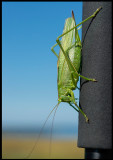 Male Great Green Bush-Cricket (Grön Vårtbitare) - Ottenby