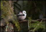 Long-tailed Tit (Stjärtmes)