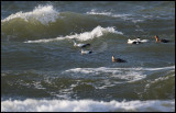 Eiders in gale - Torekov Scania