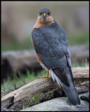 Male Eurasian Sparrowhawk (Sparvhök) - Turkeve Hungary