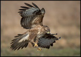 Common Buzzard (Ormvråk) - Hungary