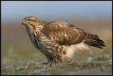 Common Buzzard (Ormvråk) - Hungary